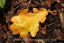 Oak Leaf